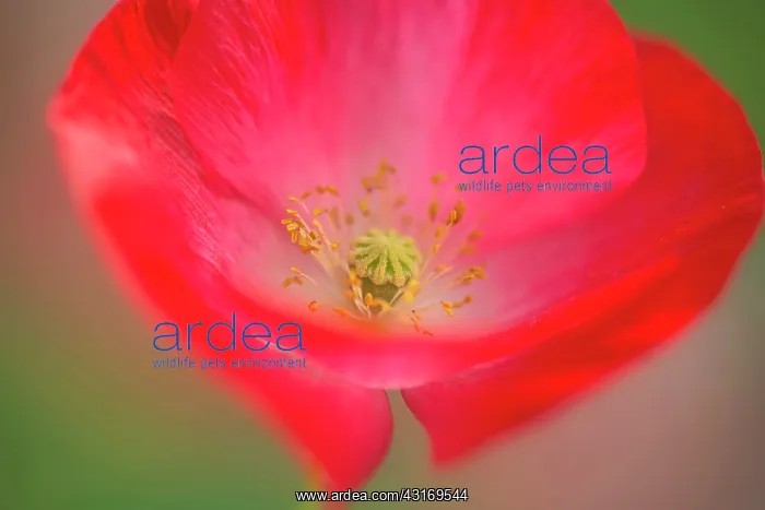 : Shirley poppy, Papaver rhoeas Shirley series. red flower sho : Shirley poppy, Papaver rhoeas Shirley series. red flower sho