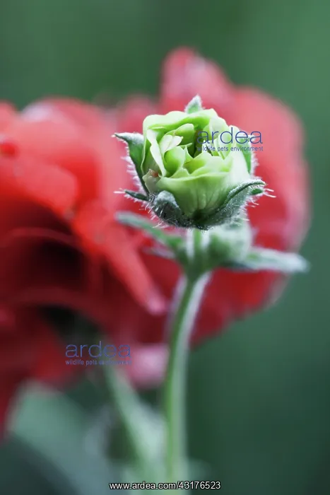 : Shirley poppy, Papaver rhoeas Shirley series, Crimson : Shirley poppy, Papaver rhoeas Shirley series, Crimson