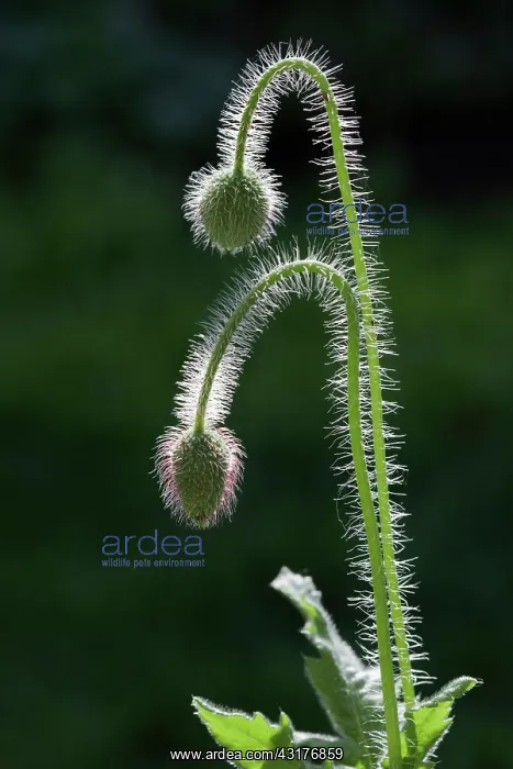 : Shirley poppy, Papaver rhoeas Shirley series, Side : Shirley poppy, Papaver rhoeas Shirley series, Side