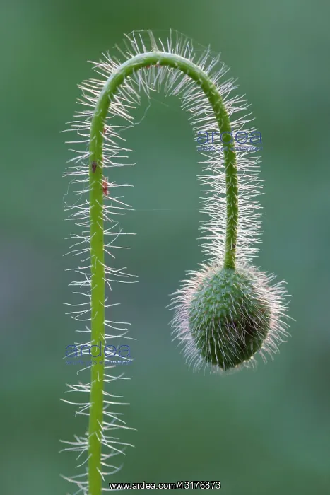 : Shirley poppy, Papaver rhoeas Shirley series, Close : Shirley poppy, Papaver rhoeas Shirley series, Close