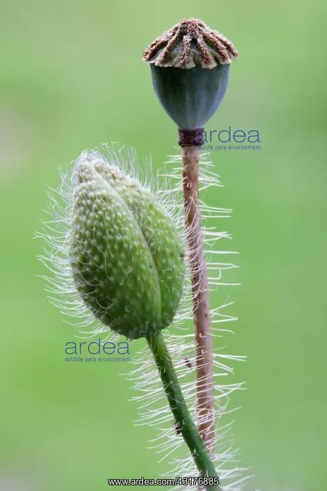 : Shirley poppy, Papaver rhoeas Shirley series, Close : Shirley poppy, Papaver rhoeas Shirley series, Close