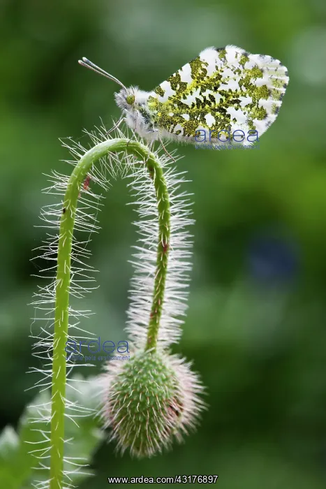 : Shirley poppy, Papaver rhoeas Shirley series, Close : Shirley poppy, Papaver rhoeas Shirley series, Close