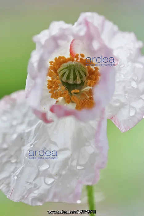 : Shirley poppy, Papaver rhoeas Shirley series, Close : Shirley poppy, Papaver rhoeas Shirley series, Close