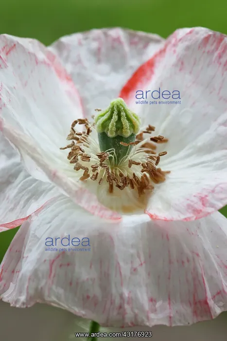 : Shirley poppy, Papaver rhoeas Shirley series, Close : Shirley poppy, Papaver rhoeas Shirley series, Close