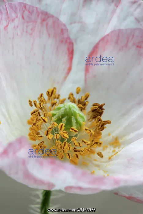: Shirley poppy, Papaver rhoeas Shirley series, Close : Shirley poppy, Papaver rhoeas Shirley series, Close