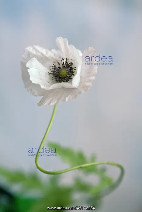 : Shirley poppy, Papaver rhoeas Shirley series, Front : Shirley poppy, Papaver rhoeas Shirley series, Front