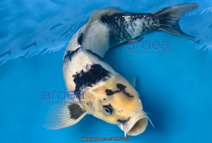 : Shiro utsuri koi carp in an turquoise water : Shiro utsuri koi carp in an turquoise water