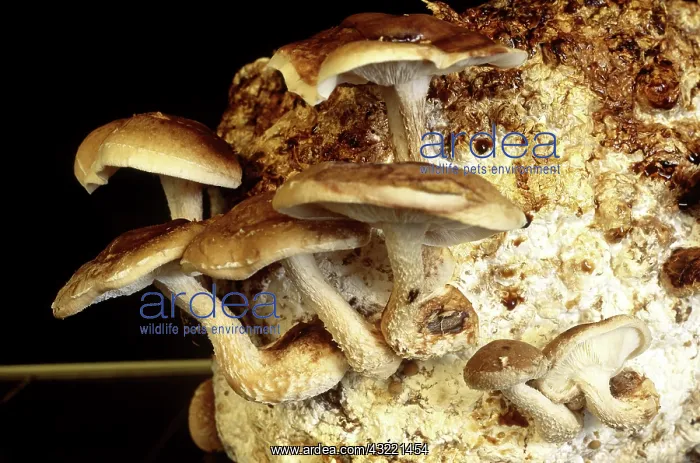 : Shitake Mushrooms : Shitake Mushrooms