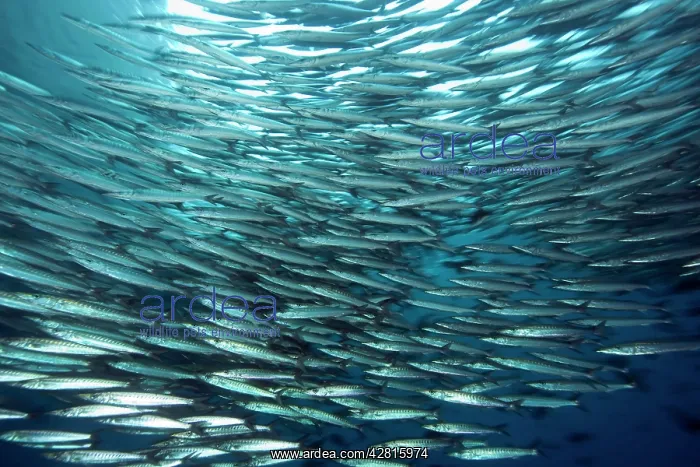 : Shoal of barracuda, Sphyraena idiastes, Malpelo Island, Nati : Shoal of barracuda, Sphyraena idiastes, Malpelo Island, Nati