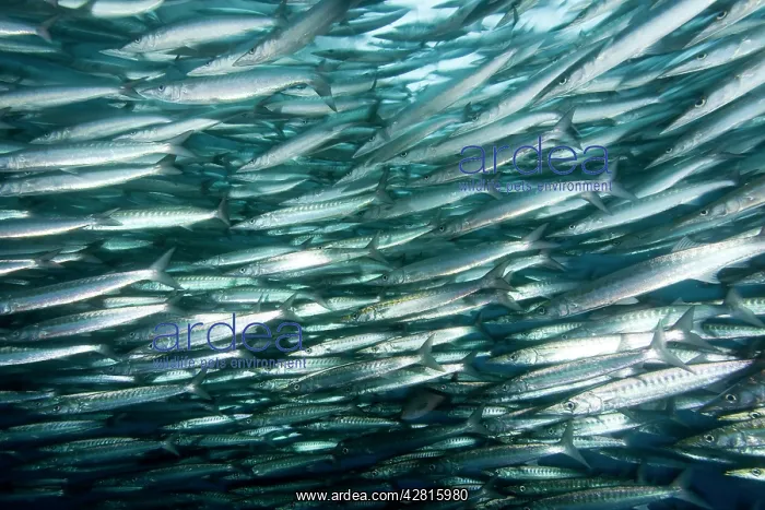 : Shoal of barracuda, Sphyraena idiastes, Malpelo Island, Nati : Shoal of barracuda, Sphyraena idiastes, Malpelo Island, Nati