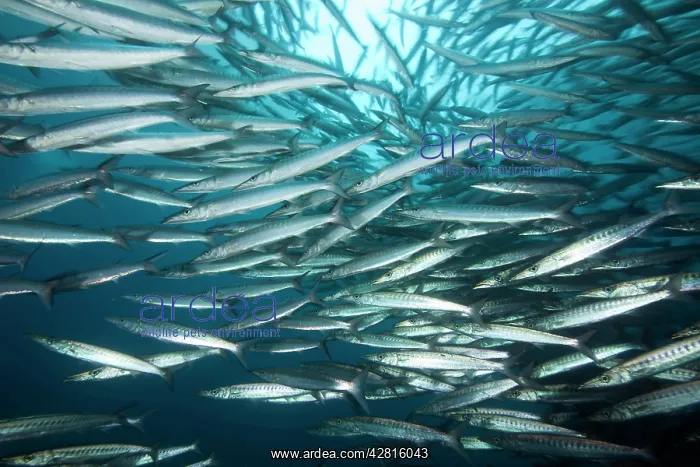 : Shoal of barracuda, Sphyraena idiastes, Malpelo Island, Nati : Shoal of barracuda, Sphyraena idiastes, Malpelo Island, Nati