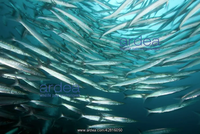 : Shoal of barracuda, Sphyraena idiastes, Malpelo Island, Nati : Shoal of barracuda, Sphyraena idiastes, Malpelo Island, Nati
