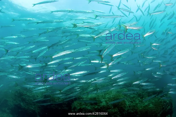 : Shoal of barracuda, Sphyraena sphyraena, Ischia Island, Ital : Shoal of barracuda, Sphyraena sphyraena, Ischia Island, Ital