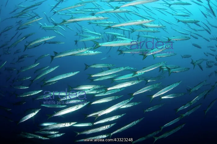 : Shoal of barracuda, Sphyraena sphyraena, Vervece rock, Marin : Shoal of barracuda, Sphyraena sphyraena, Vervece rock, Marin