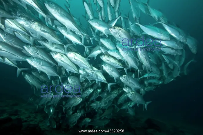 : Shoal of Bigeye Jack, Caranx sexfasciatus, Malpelo Island, N : Shoal of Bigeye Jack, Caranx sexfasciatus, Malpelo Island, N