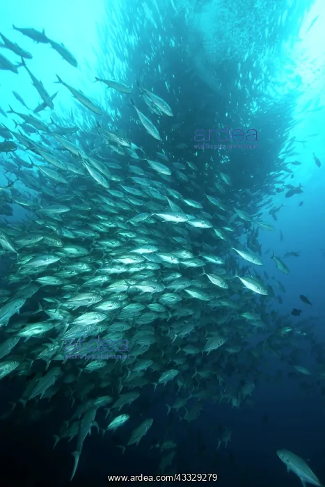 : Shoal of Bigeye Jack, Caranx sexfasciatus, Malpelo Island, N : Shoal of Bigeye Jack, Caranx sexfasciatus, Malpelo Island, N