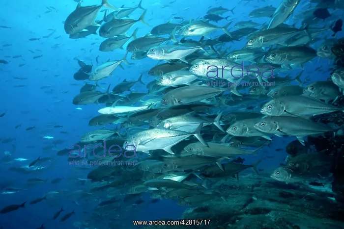 : Shoal of Bigeye jack Caranx sexfasciatus Galapagos Islands U : Shoal of Bigeye jack Caranx sexfasciatus Galapagos Islands U
