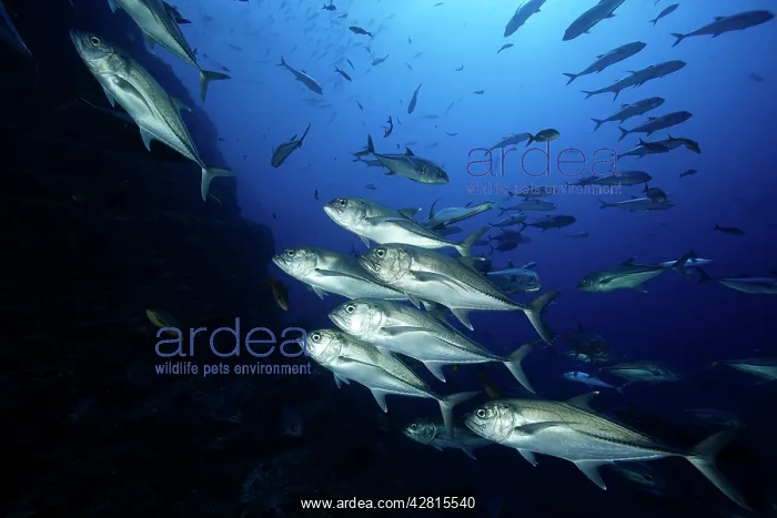 : shoal of bigeye jack - San Benedicto Revillagigedo Socorro I : shoal of bigeye jack - San Benedicto Revillagigedo Socorro I
