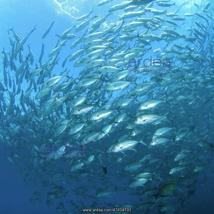 : Shoal of Bigeye trevallies (Caranx sexfasciatus) : Shoal of Bigeye trevallies (Caranx sexfasciatus)