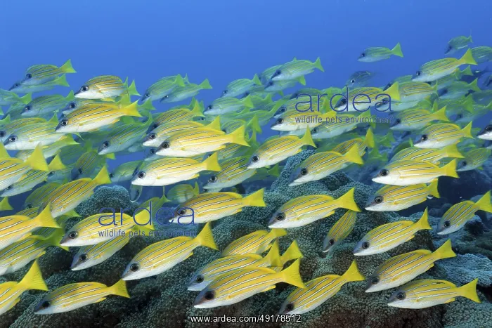 : Shoal of blue-striped snappers (Lutjanus kasmira) swimming densely over coral reef : Shoal of blue-striped snappers (Lutjanus kasmira) swimming densely over coral reef
