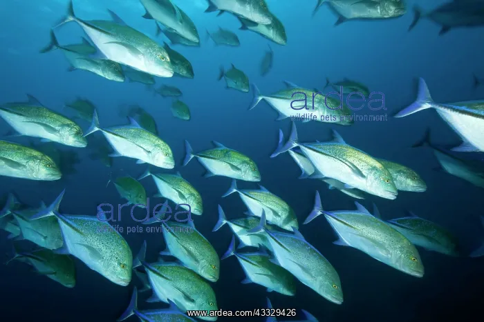 : Shoal of Bluefin trevally, caranx melampygus, Malpelo Island : Shoal of Bluefin trevally, caranx melampygus, Malpelo Island