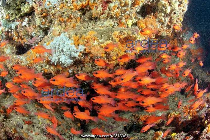 : Shoal of Cardinal fish, Apogon imberbis, Ischia Island, Ital : Shoal of Cardinal fish, Apogon imberbis, Ischia Island, Ital