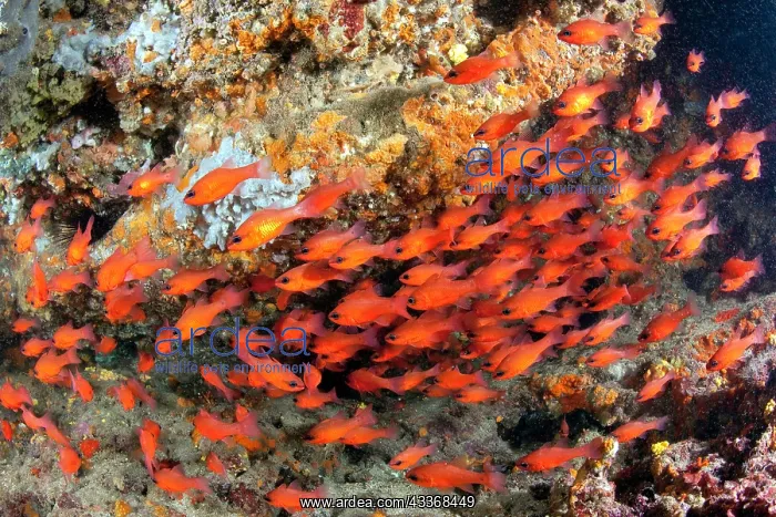 : Shoal of Cardinal fish, Apogon imberbis, Ischia Island, Ital : Shoal of Cardinal fish, Apogon imberbis, Ischia Island, Ital