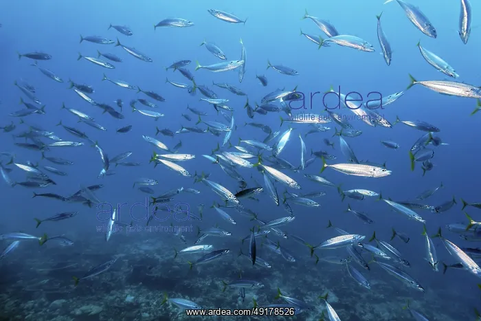 : Shoal of Decapterus mackerel (Decapterus tabl) swimming in the open sea over coral reef : Shoal of Decapterus mackerel (Decapterus tabl) swimming in the open sea over coral reef