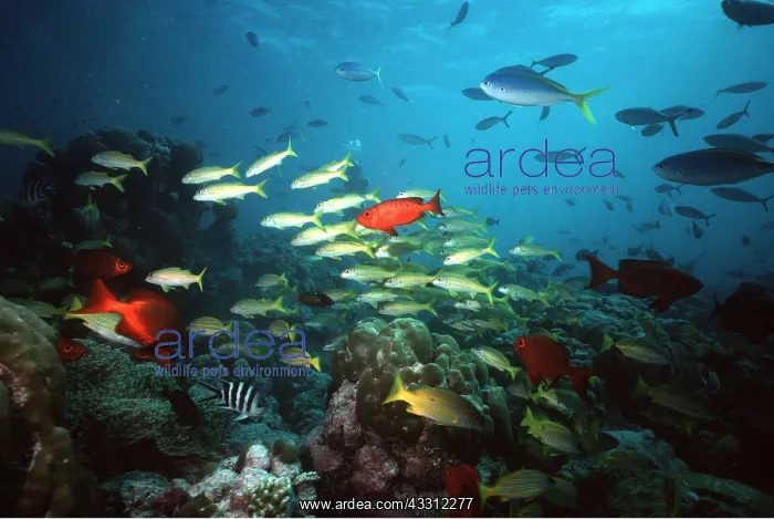 : SHOAL OF FISH - SEYCHELLES : SHOAL OF FISH - SEYCHELLES