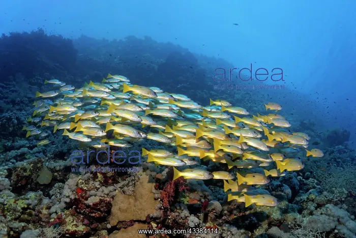 : Shoal of fish, shoal of Ehrenbergs snapper (Lutjanus : Shoal of fish, shoal of Ehrenbergs snapper (Lutjanus