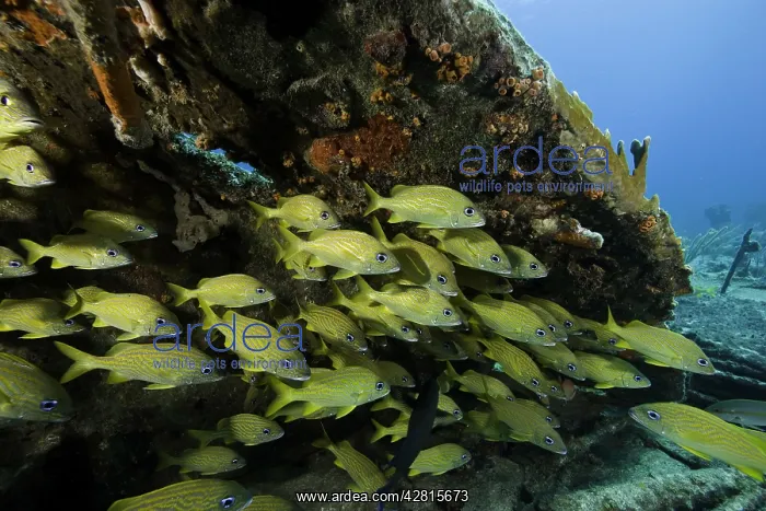 : Shoal of French grunt Haemulon flavolineatum on the Sabinal : Shoal of French grunt Haemulon flavolineatum on the Sabinal