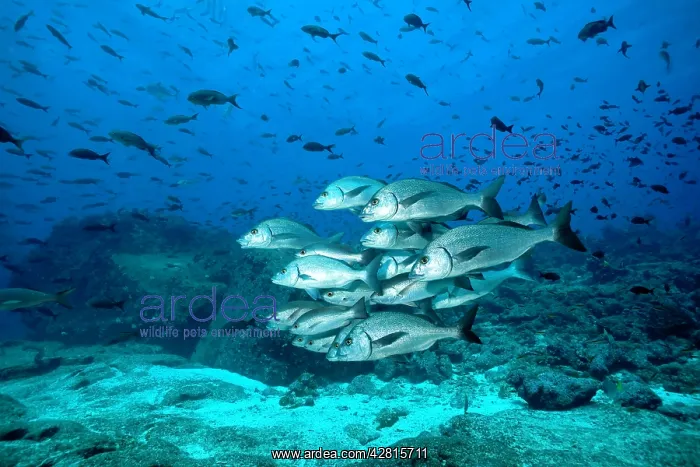 : Shoal of Galapagos grunt Orthopristis forbesi Galapagos Isla : Shoal of Galapagos grunt Orthopristis forbesi Galapagos Isla