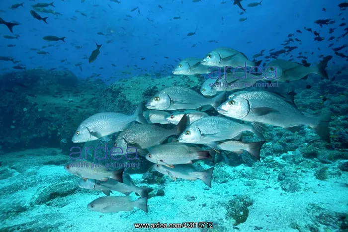 : Shoal of Galapagos grunt Orthopristis forbesi Galapagos Isla : Shoal of Galapagos grunt Orthopristis forbesi Galapagos Isla
