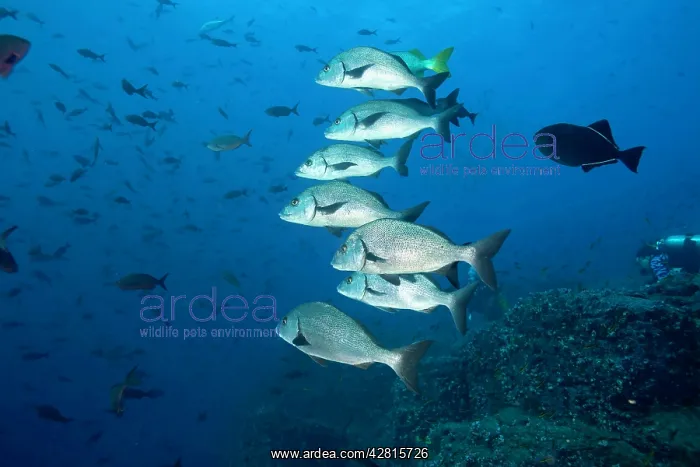 : Shoal of Galapagos grunt Orthopristis forbesi Galapagos Isla : Shoal of Galapagos grunt Orthopristis forbesi Galapagos Isla