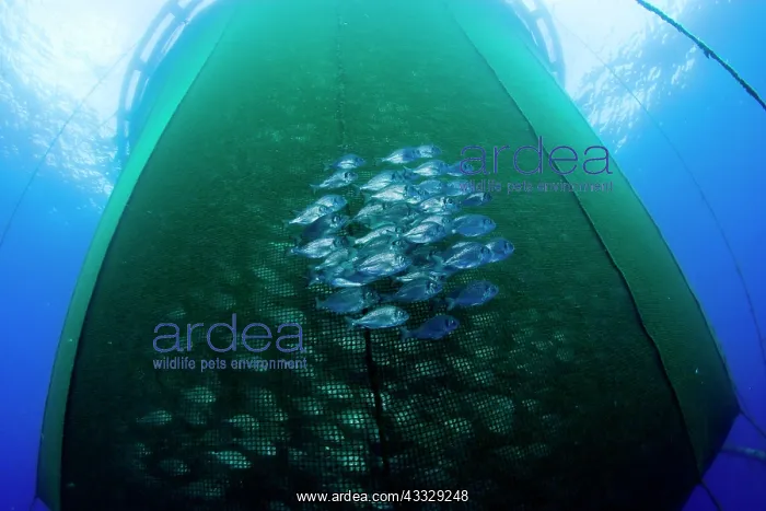 : Shoal of GIlt-head bream outside sea cage with thousand of G : Shoal of GIlt-head bream outside sea cage with thousand of G