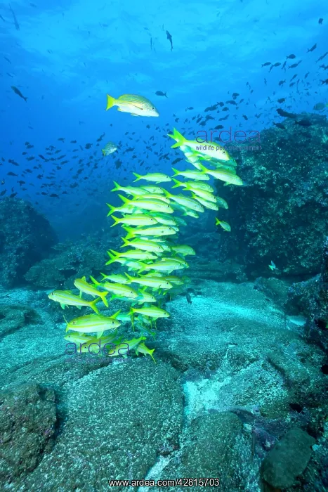 : Shoal of goatfish Mulloidichthys dentatus Galapagos Islands : Shoal of goatfish Mulloidichthys dentatus Galapagos Islands