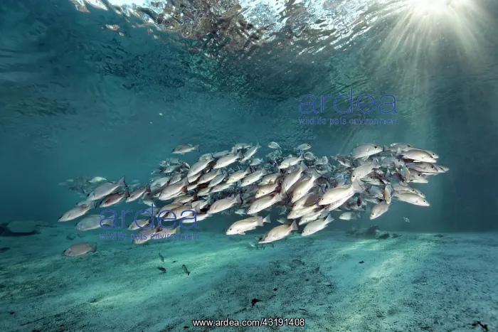 : Shoal of gray snappers (Lutjanus griseus), Three : Shoal of gray snappers (Lutjanus griseus), Three