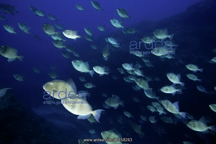 : Shoal of grey triggerfish, Balistes capriscus, Santa : Shoal of grey triggerfish, Balistes capriscus, Santa