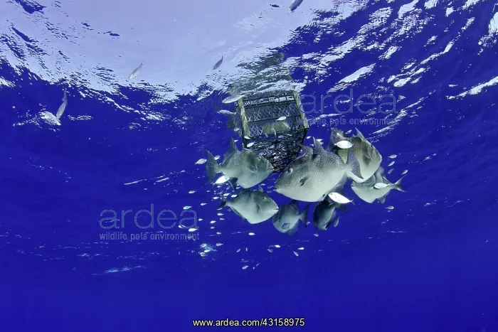: Shoal of Grey triggerfish, Balistes capriscus, seek : Shoal of Grey triggerfish, Balistes capriscus, seek