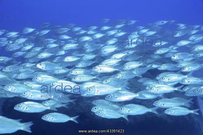  : Shoal, group of arctic seabream (Pagellus acarne)
