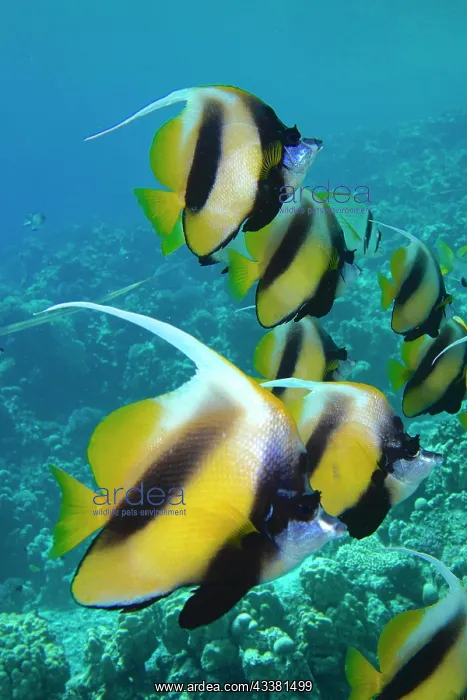 : Shoal, group of red sea bannerfish (Heniochus intermedius) : Shoal, group of red sea bannerfish (Heniochus intermedius)