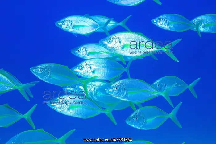  : Shoal, group of yellowfin mackerel (Pseudocaranx