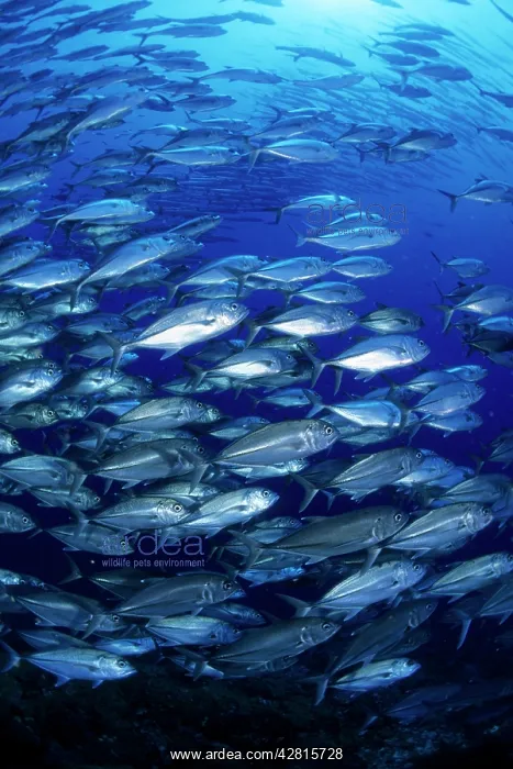 : Shoal of Jacks, Caranx sexfasciatus, Walindi, West New Brita : Shoal of Jacks, Caranx sexfasciatus, Walindi, West New Brita