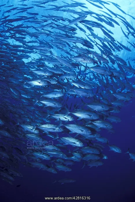  : Shoal of Jacks, Caranx sexfasciatus, Walindi, West New Brita