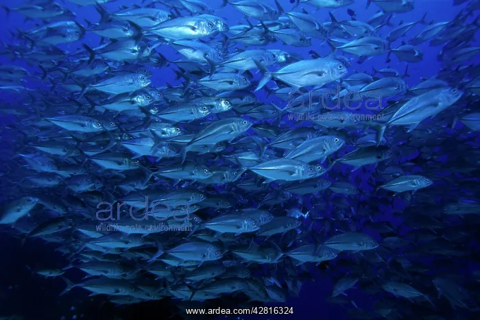 : Shoal of Jacks, Caranx sexfasciatus, Walindi, West New Brita : Shoal of Jacks, Caranx sexfasciatus, Walindi, West New Brita