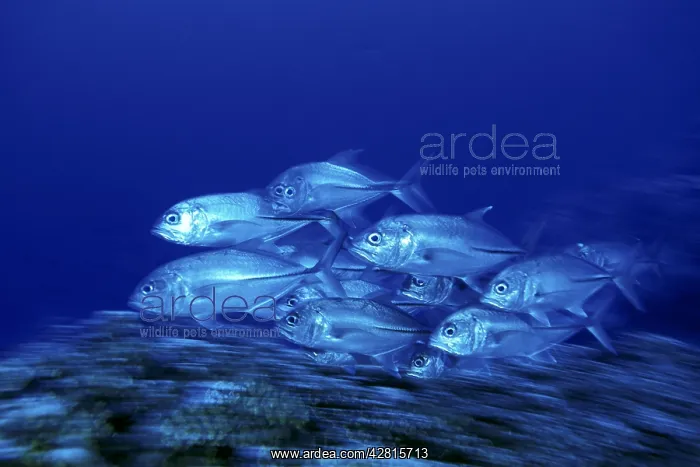 : Shoal of Jacks, swimming, Caranx sexfasciatus, West New Brit : Shoal of Jacks, swimming, Caranx sexfasciatus, West New Brit