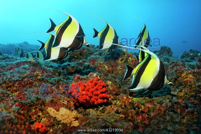 : Shoal of Moorish idols (Zanclus cornutus), swimming : Shoal of Moorish idols (Zanclus cornutus), swimming
