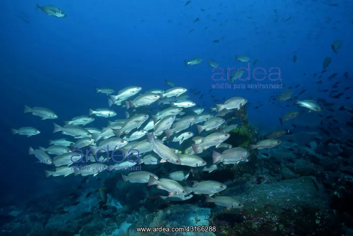 : Shoal of peruvian gray or Galapagos grunt Orthopristis sp. G : Shoal of peruvian gray or Galapagos grunt Orthopristis sp. G