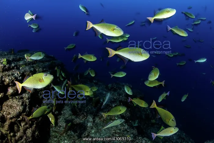 : Shoal of redtail triggerfish, Xanthichthys mento : Shoal of redtail triggerfish, Xanthichthys mento