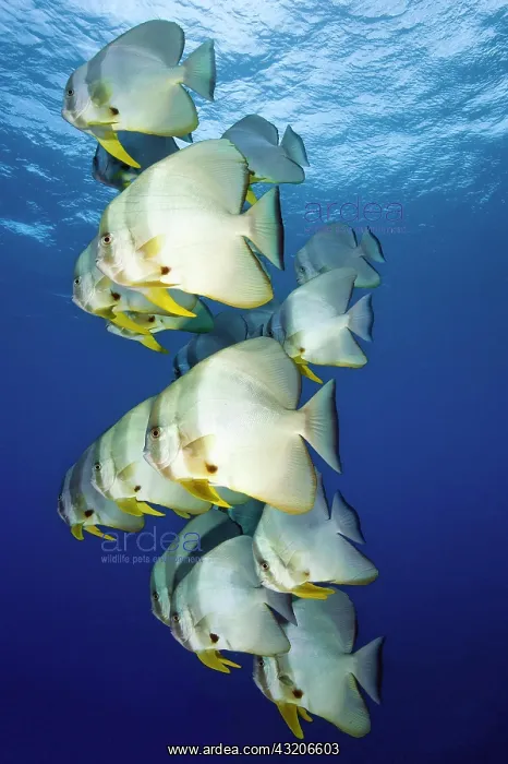 : Shoal of roundhead batfish (Platax orbicularis) : Shoal of roundhead batfish (Platax orbicularis)